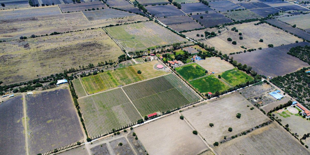 Casa Anza Vineyard