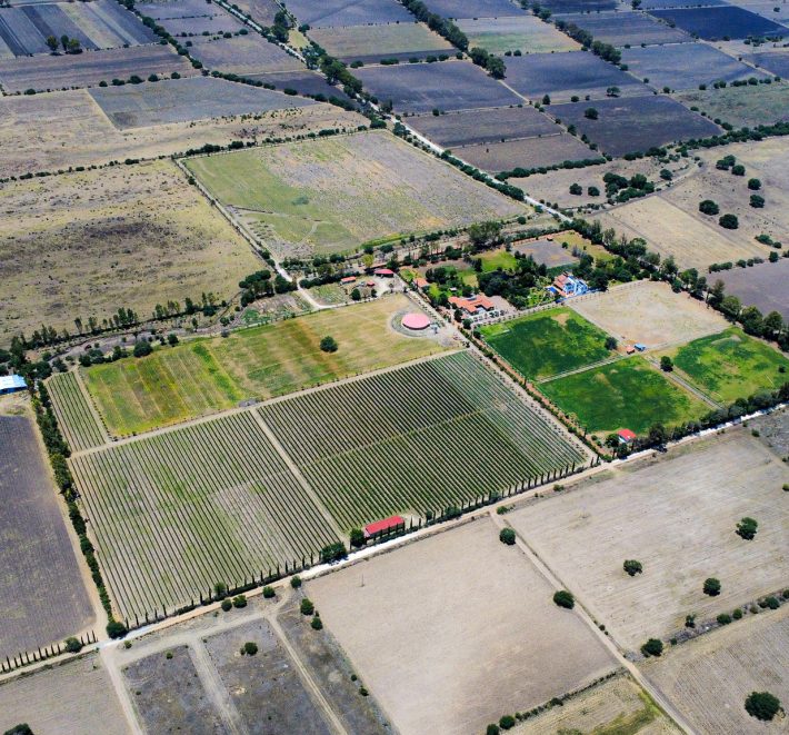 Casa Anza Vineyard