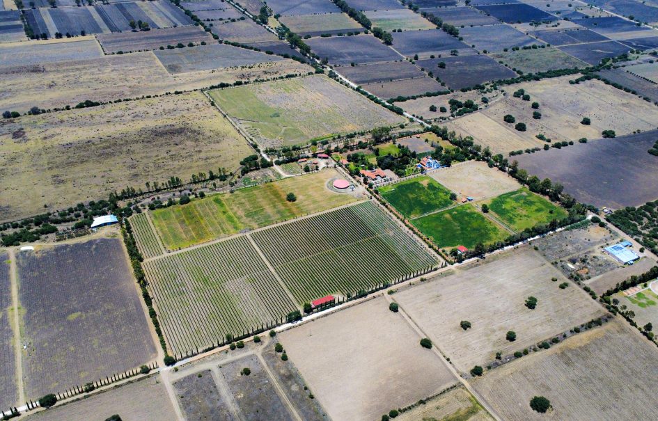 Casa Anza Vineyard